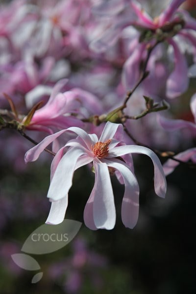 <i>Magnolia</i> × <i>loebneri</i> 'Leonard Messel'
