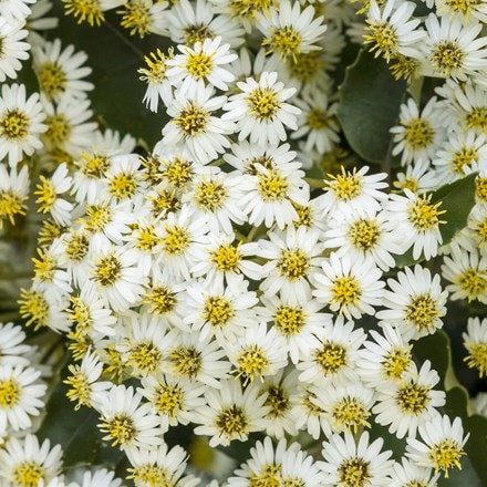 Olearia × haastii