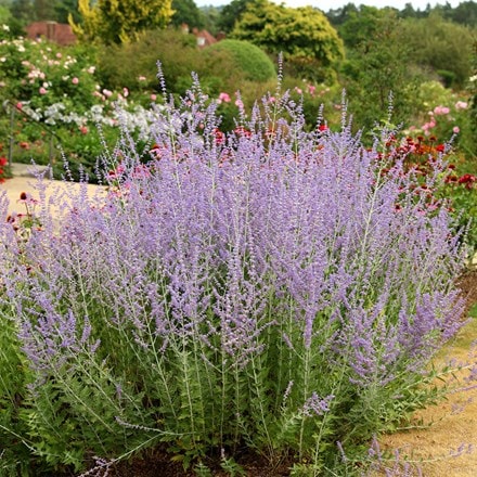 Russian sage ( syn. Salvia 'Blue Spire )