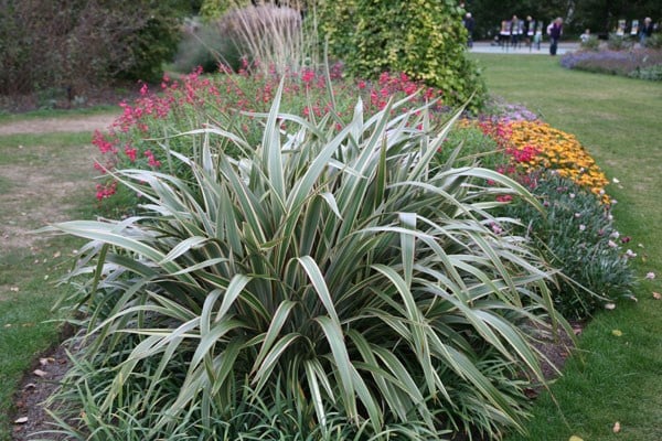 <i>Phormium cookianum</i> subsp. <i>hookeri</i> 'Tricolor'