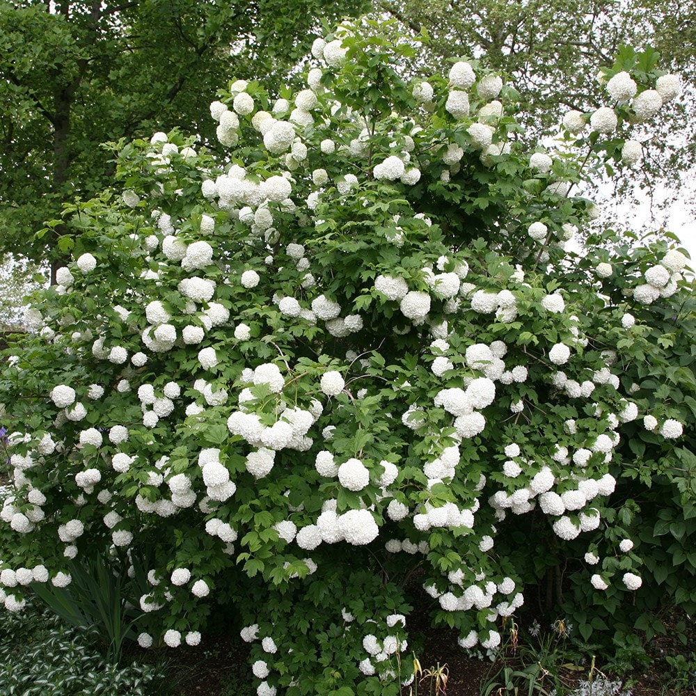 Buy snowball tree (syn. Sterile) Viburnum opulus Roseum £6.99 Delivery by Crocus