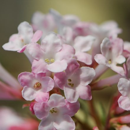 Viburnum × bodnantense Charles Lamont