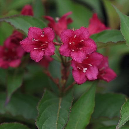 Weigela Bristol Ruby