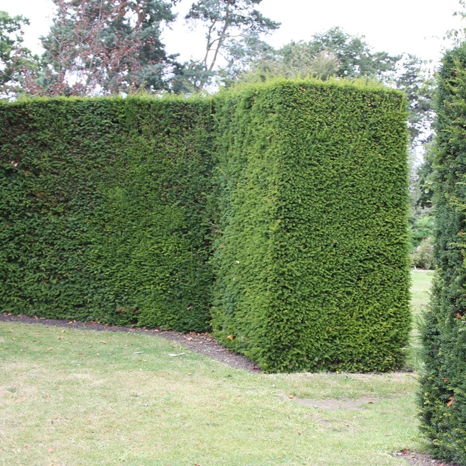 Buy English yew Taxus baccata £12.99 Delivery by Crocus