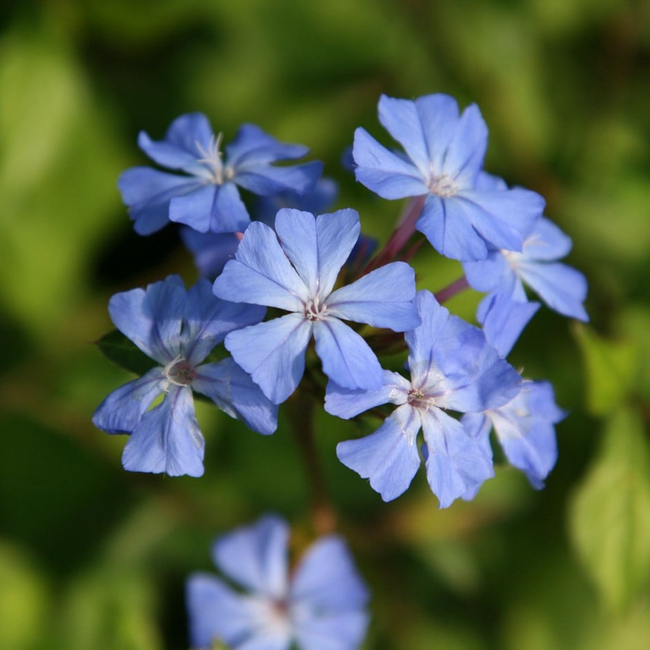 <i>Ceratostigma willmottianum</i> <b class=small-caps>Forest Blue</b> ('Lice') (PBR)