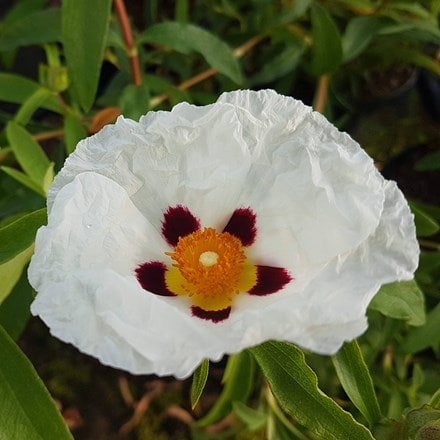 Cistus × purpureus Alan Fradd