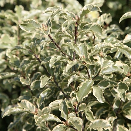 Pittosporum tenuifolium Variegatum