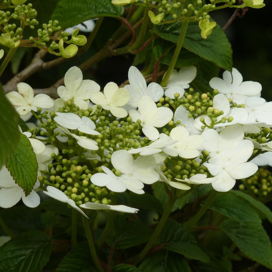 <i>Viburnum plicatum</i> f. <i>tomentosum</i> 'Summer Snowflake'