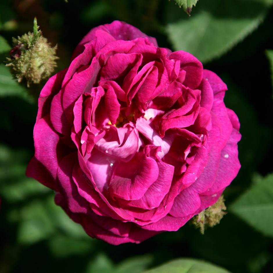 <i>Rosa</i> 'William Lobb'