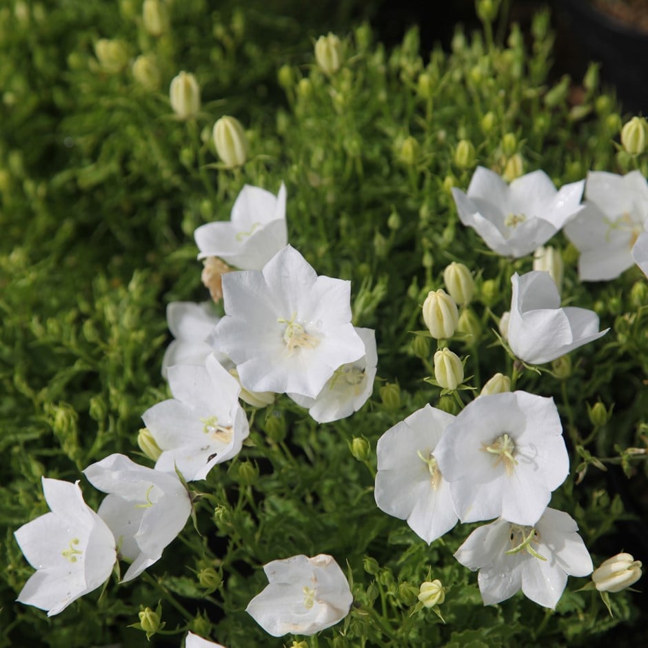 <i>Campanula carpatica</i> f. <i>alba</i> 'Weisse Clips'