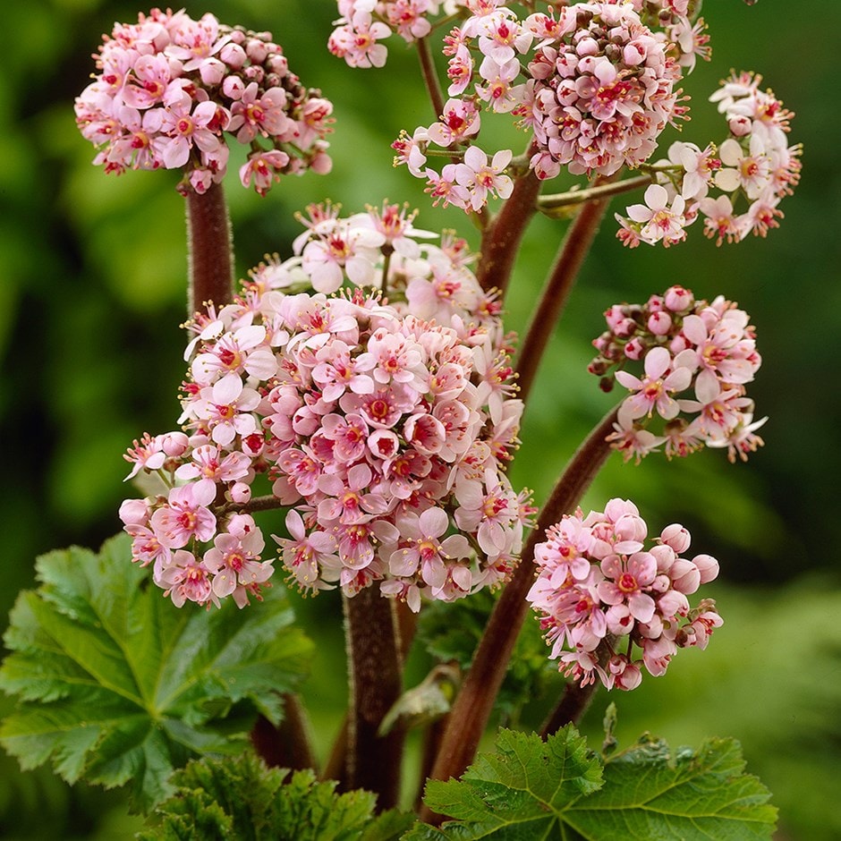 <i>Darmera peltata</i> 