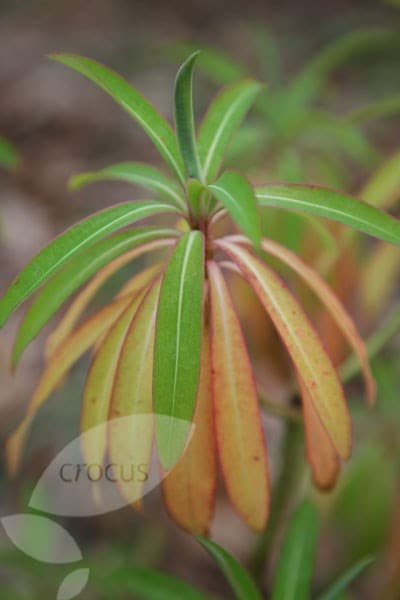 <i>Euphorbia mellifera</i> 