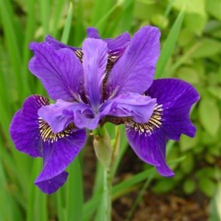 Iris Ruffled Velvet