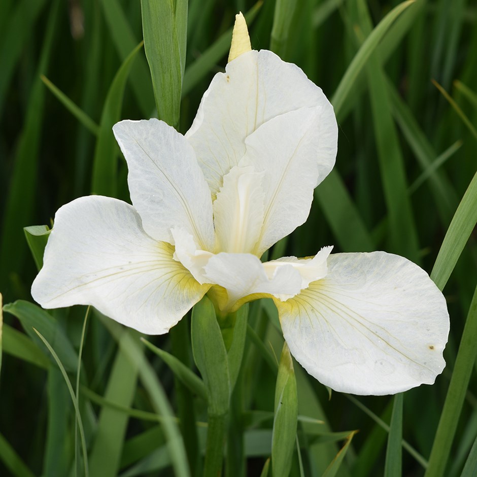 <i>Iris</i> 'White Swirl'