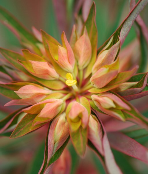 Buy spurge Euphorbia griffithii 'Fireglow' Delivery by Waitrose Garden