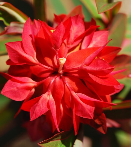 Buy spurge Euphorbia griffithii 'Fireglow' Delivery by Waitrose Garden