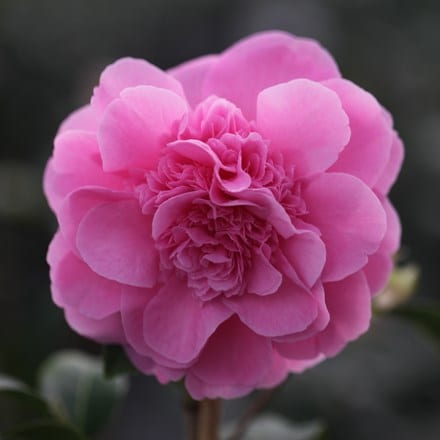 <i>Camellia</i> × <i>williamsii</i> 'Debbie'