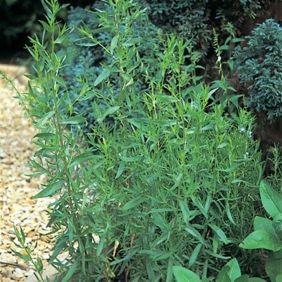 French tarragon or Artemisia dracunculus 'French' French tarragon or Artemisia dracunculus 'French'