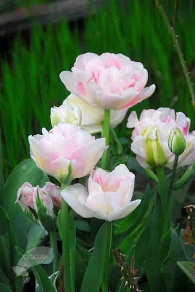 <i>Tulipa</i> 'Angélique'