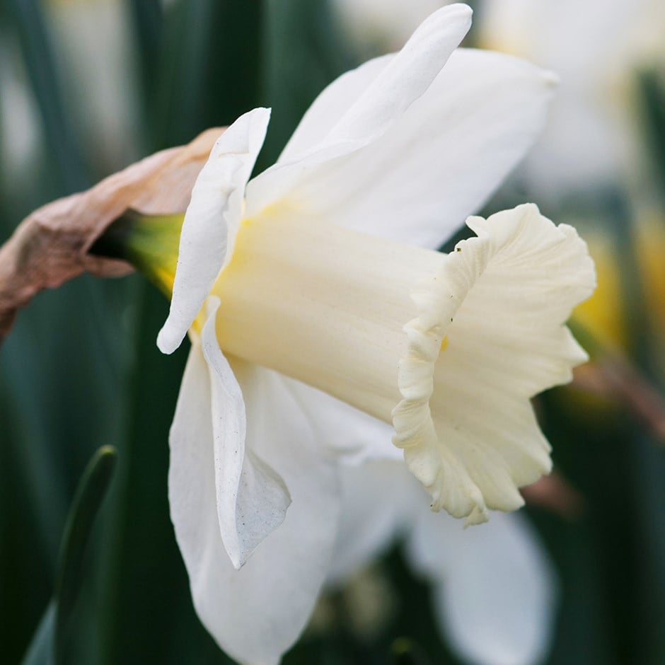 <i>Narcissus</i> 'Mount Hood'