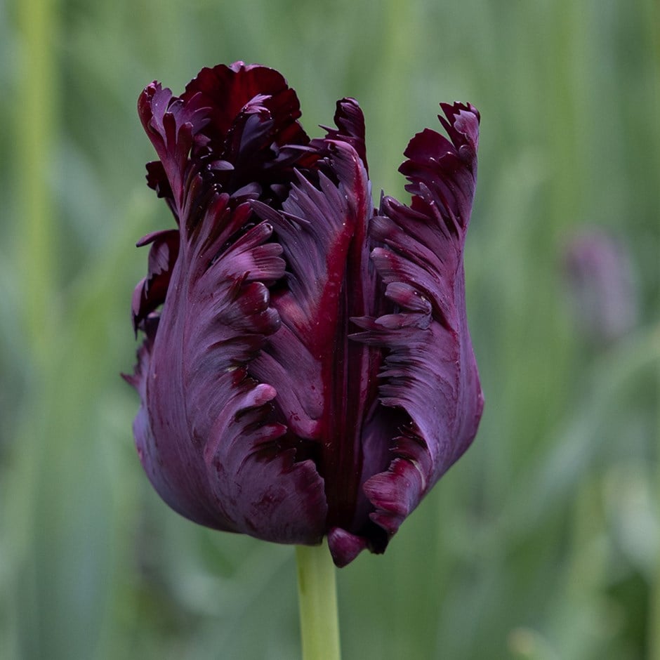 <i>Tulipa</i> 'Black Parrot'
