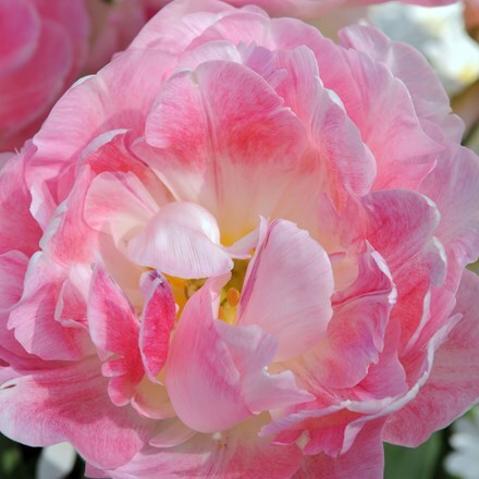 Tulipa Peach Blossom