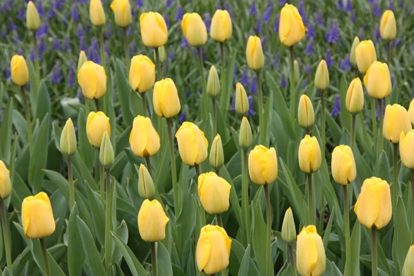 <i>Tulipa</i> 'Golden Apeldoorn'
