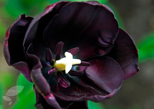<i>Tulipa</i> 'Queen of Night'