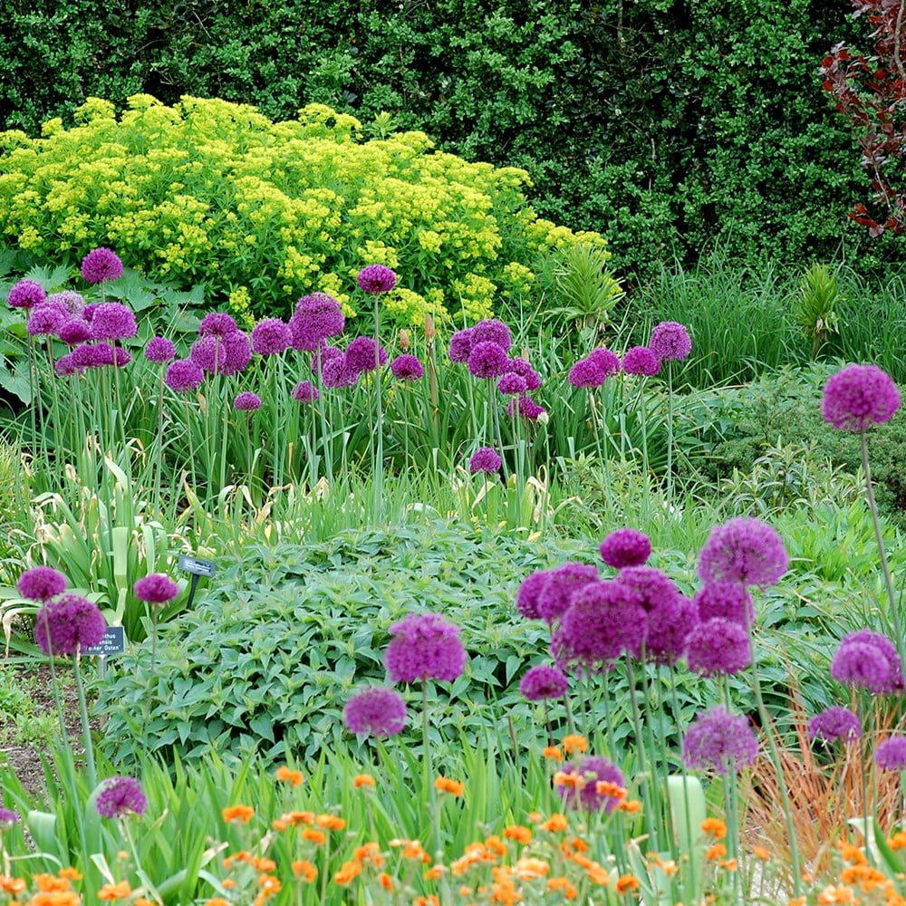Buy allium Allium hollandicum Purple Sensation £9.99 Delivery by Crocus