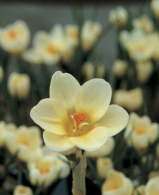 <i>Crocus chrysanthus</i> 'Cream Beauty'