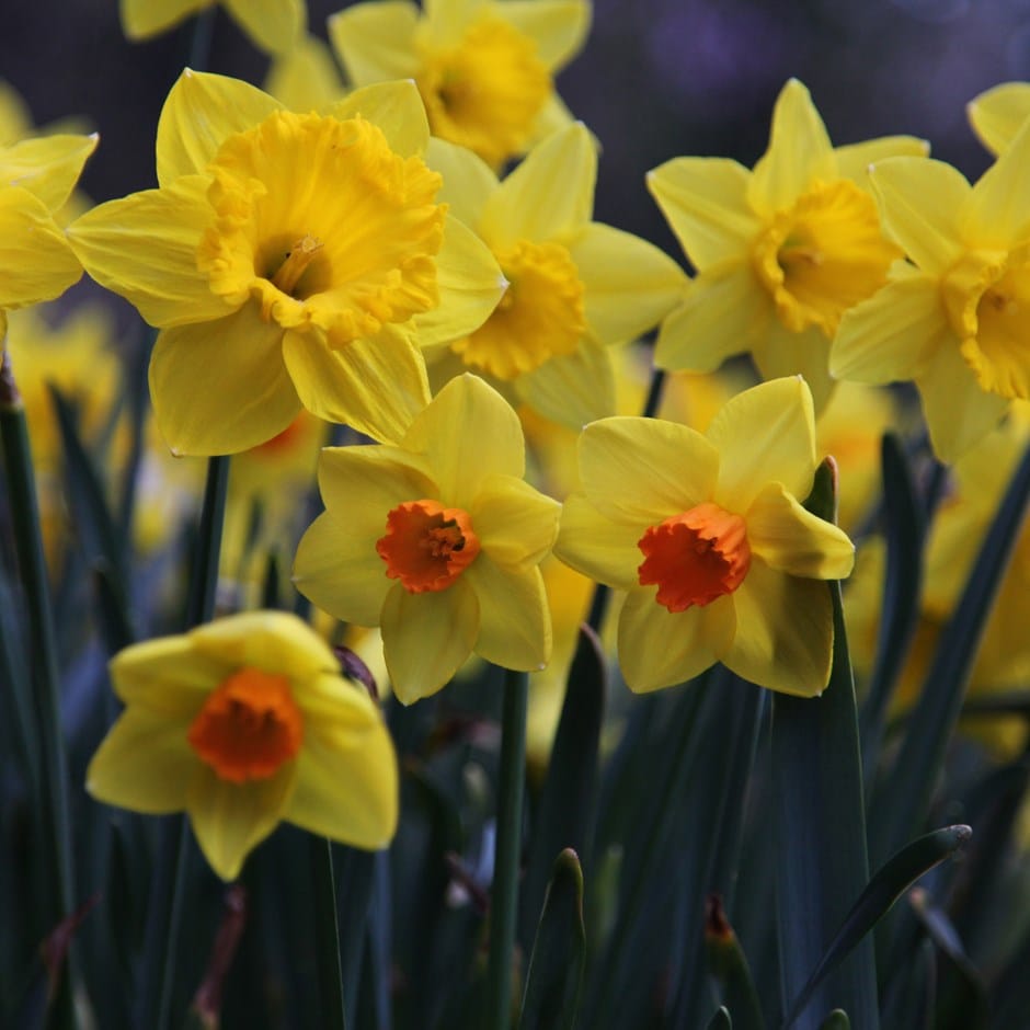 Narcissus mixed for naturalising