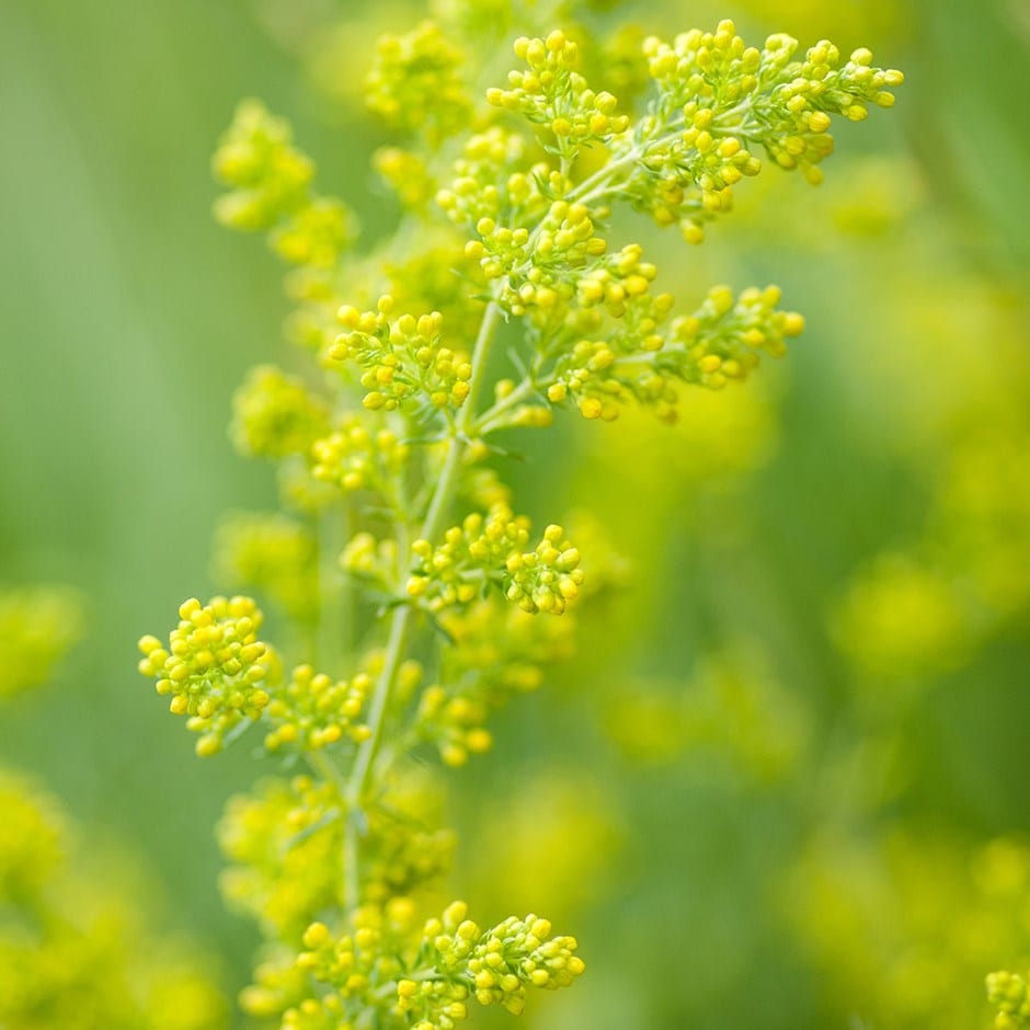 <i>Galium verum</i> 