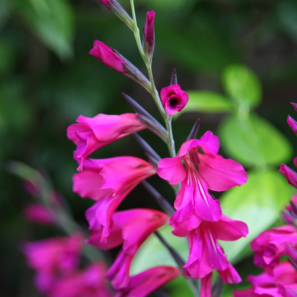 <I>Gladiolus communis</i> subsp. <i>byzantinus</i>