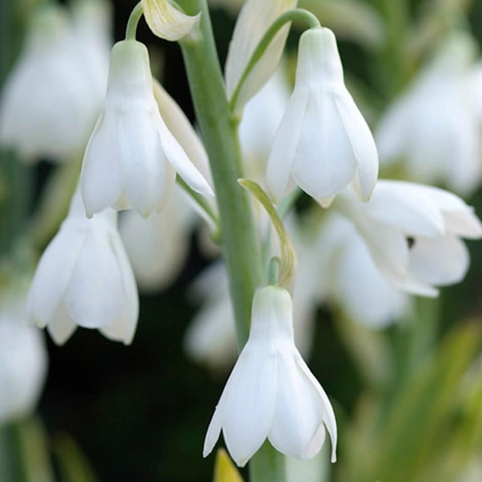 <i>Galtonia candicans</i> 