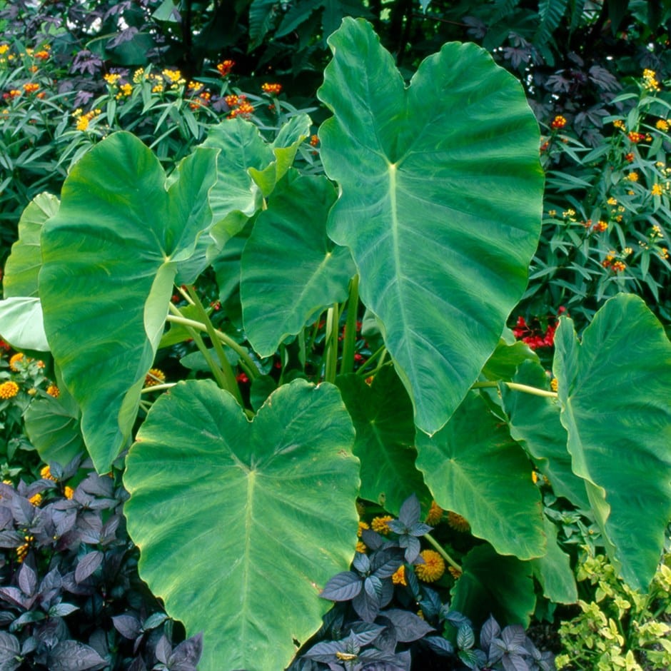 <i>Colocasia esculenta</i> 