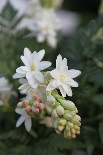 <i>Polianthes tuberosa</i> 'The Pearl'