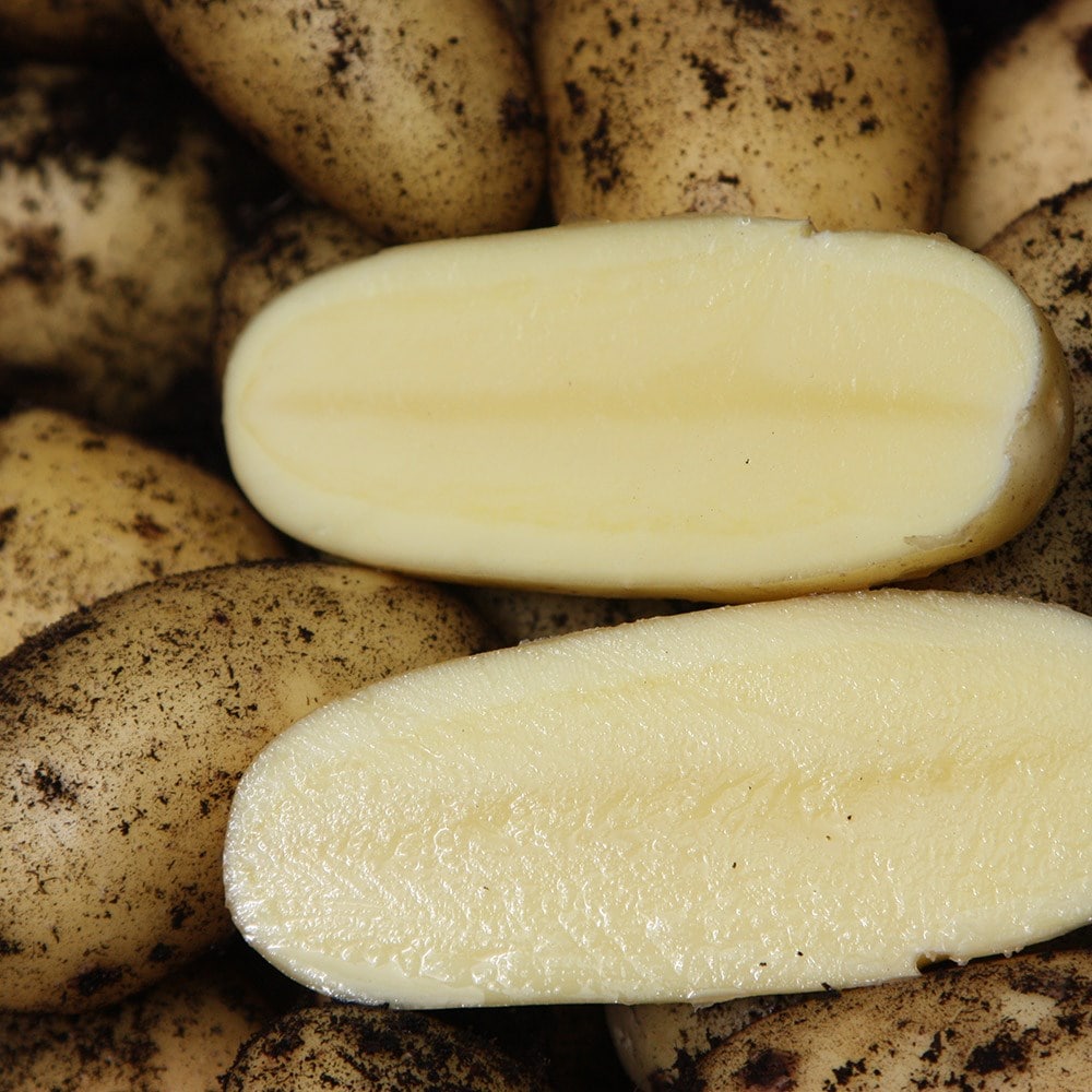 potato 'Charlotte'