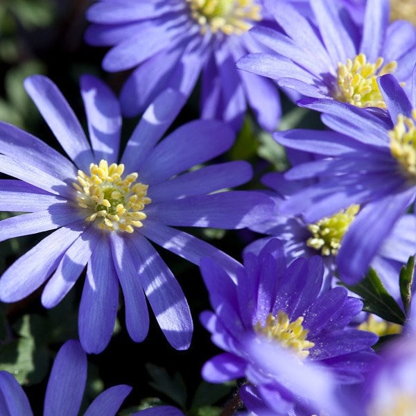 Anemone blanda