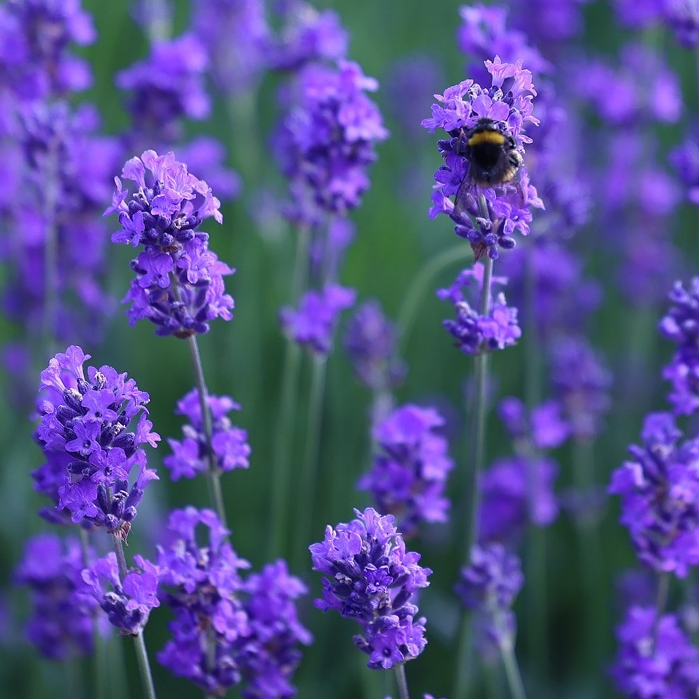 <i>Lavandula angustifolia</i> 'Munstead'