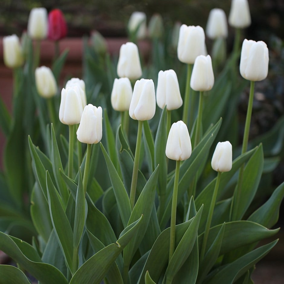 <i>Tulipa</i> 'White Dream'