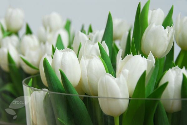 <i>Tulipa</i> 'White Dream'