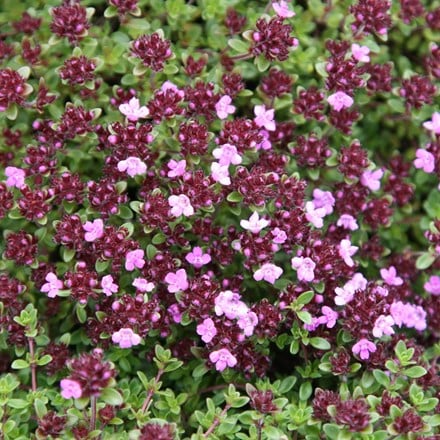 thyme or Thymus Coccineus Group