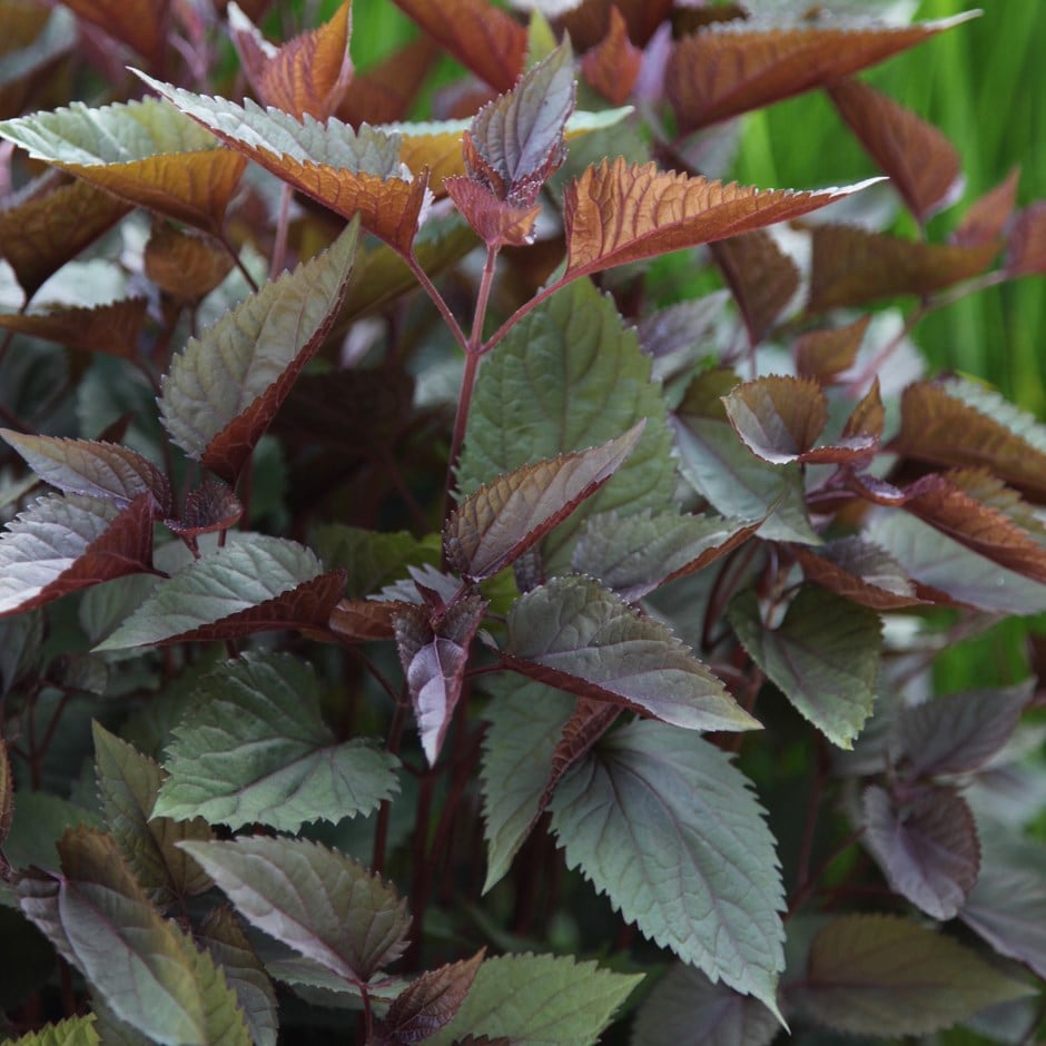 <i>Ageratina altissima</i> 'Chocolate'