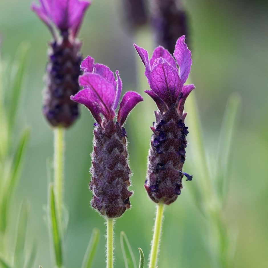 <I>Lavandula</I> 'Regal Splendour' (PBR)