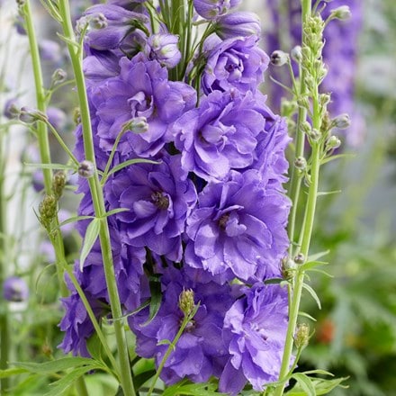 <i>Delphinium</i> 'Mighty Atom'