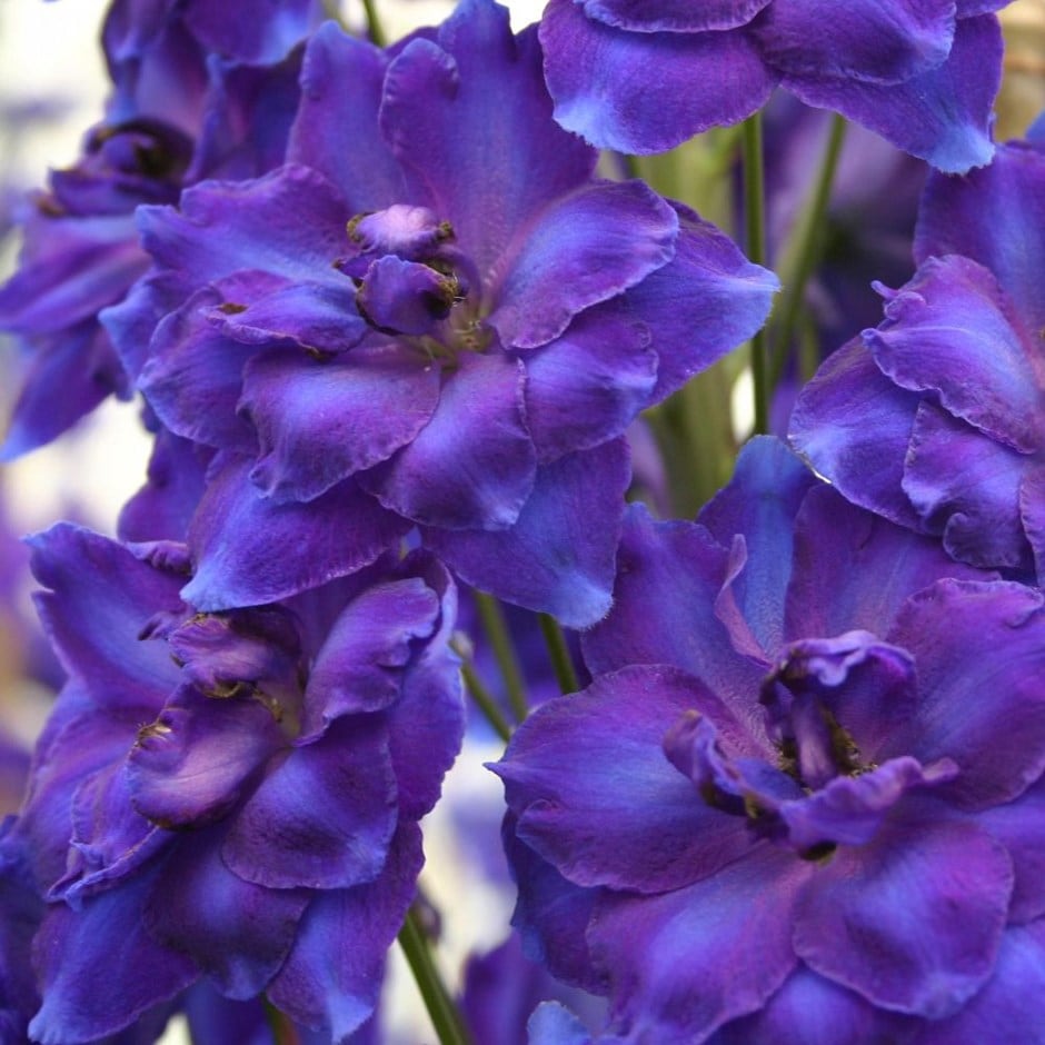 <i>Delphinium</i> 'Faust'