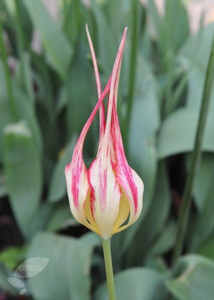 <i>Tulipa acuminata</i> 