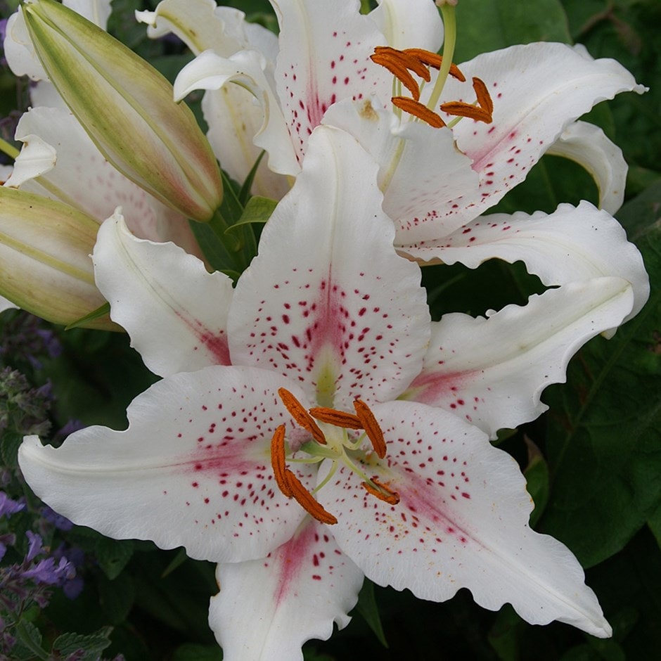 <i>Lilium</i> 'Muscadet'