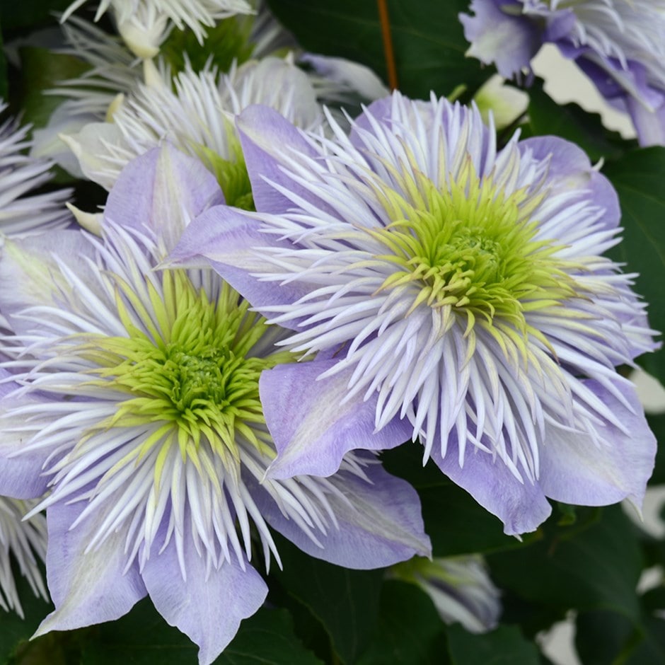 <i>Clematis</i> <b class=small-caps>Crystal Fountain</b> ('Evipo038') (PBR)