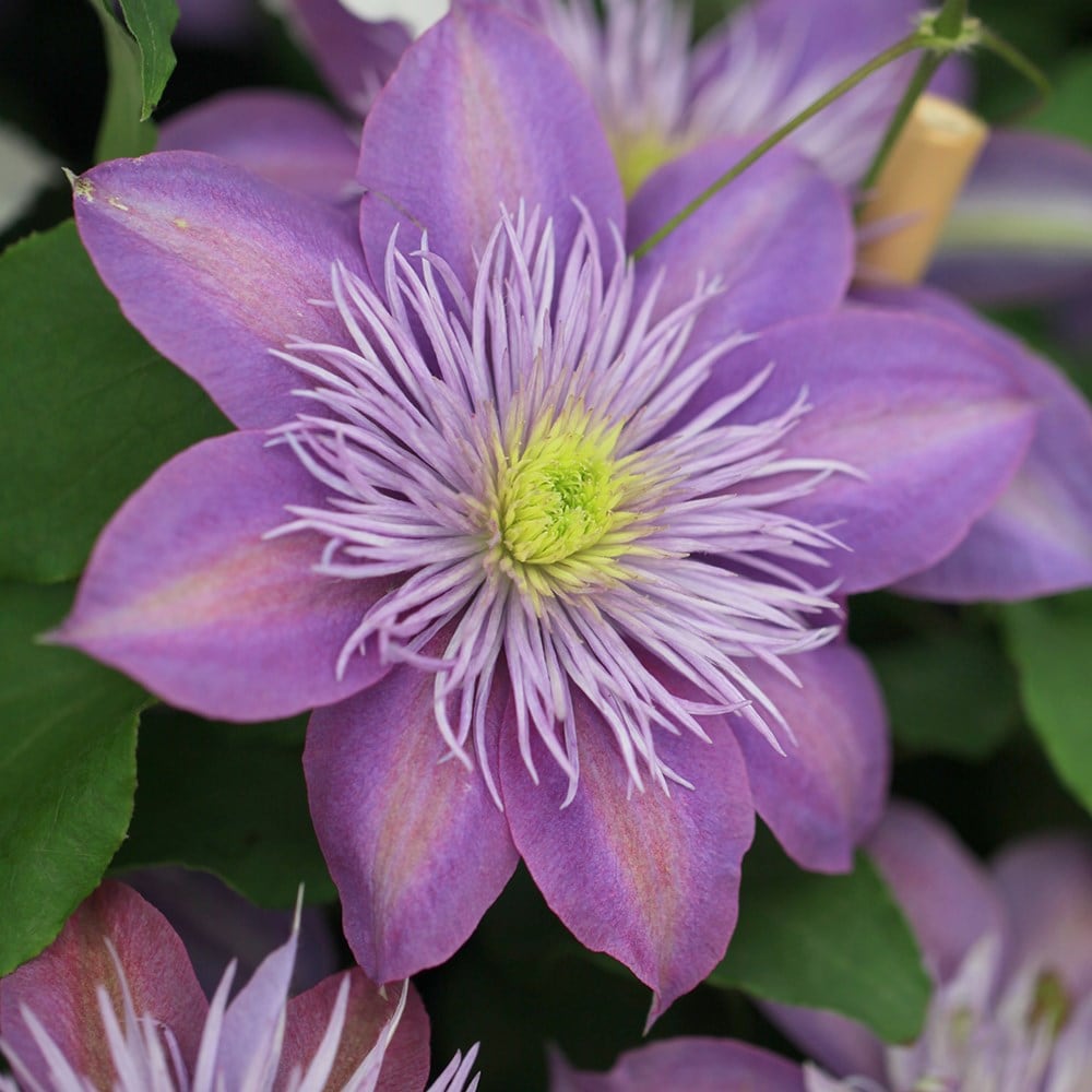 <i>Clematis</i> <b class=small-caps>Crystal Fountain</b> ('Evipo038') (PBR)